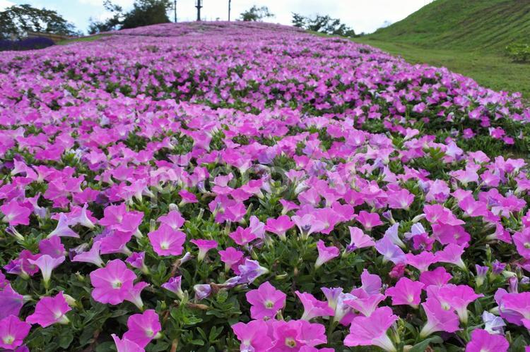 咲き広がる｜ペチュニアの丘 ペチュニア,秋,花の写真素材