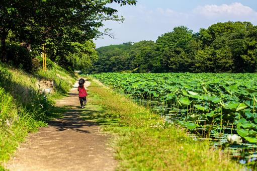 蓮の池の畦道を走る子供 蓮の池の畦道を走る子供の写真