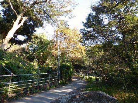 11月の源氏山公園、裏道を歩く 源氏山公園,鎌倉市,神奈川県の写真素材