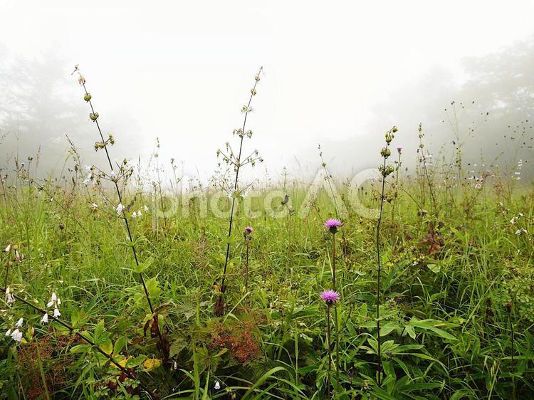 霧の中の高原の野の花 霧,高原,雨の写真素材