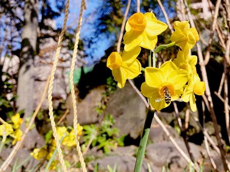 黄水仙＋ハチ 水仙,黄,イエローの写真素材