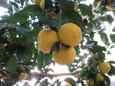 ハナユズ  ００１ ハナユズ,ハナユ,一才ゆずの写真素材