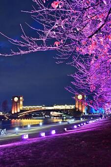 富山県富岩運河環水公園のライトアップ 夜景,風景,夜の写真素材