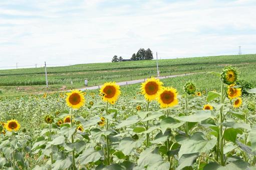 ひまわり畑６ ひまわり,向日葵,ひまわり畑の写真素材