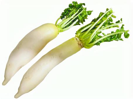 大根（２本） 大根,野菜,根菜の写真素材