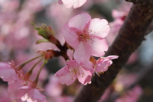 桜 桜の写真