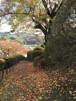 公園の落ち葉 公園の落ち葉の写真