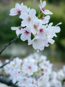 桜 桜,呉市,春の写真素材