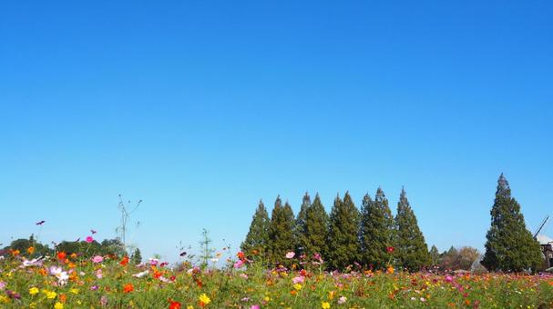 あけぼの山農業公園・コスモスの花畑・柏市 あけぼの山農業公園・コスモスの花畑・柏市 秋,あけぼの山農業公園,コスモスの写真素材