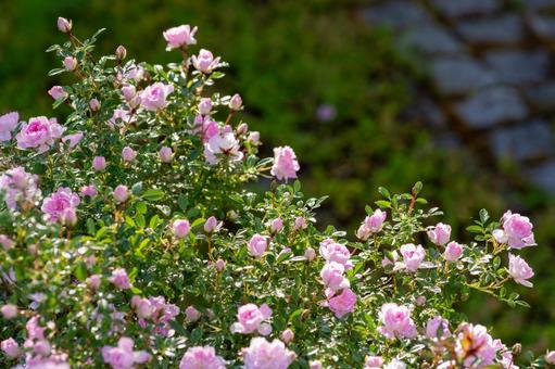 「感謝」が花言葉、ピンクの薔薇 「感謝」が花言葉、ピンクの薔薇 薔薇,バラ,ピンク色の写真素材