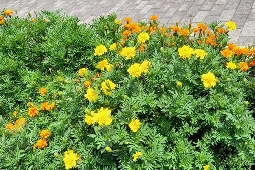 マリーゴールドの花壇(イエロー) マリーゴールドの花壇(イエロー) マリーゴールド,花壇,風景の写真素材