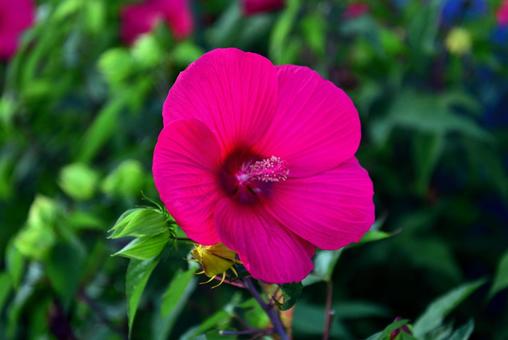 芙蓉の花 芙蓉の花 芙蓉,タイタンビカス,花の写真素材