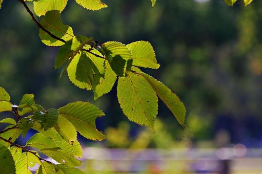 ハルニレの葉陰の写真