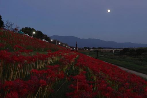 彼岸花と満月 彼岸花と満月の写真