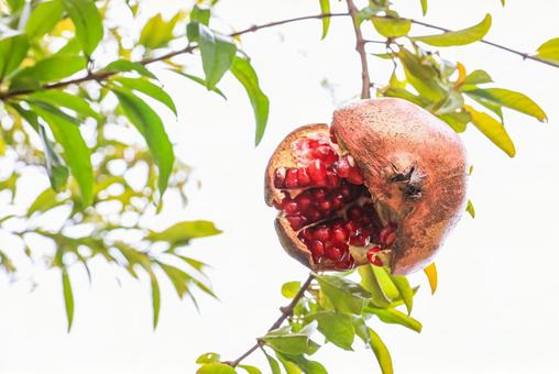 ざくろの実 ざくろ,食べ物,11月の写真素材