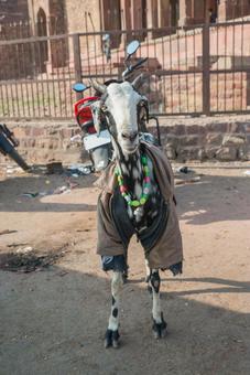 インドの街中で服を着せられたヤギ インドの街中で服を着せられたヤギ インド,ヤギ,服を着たの写真素材