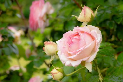 Early Summer Roses (1), JPG