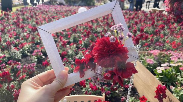 赤い花 フォトフレーム 赤い花 フォトフレーム 花,春,赤の写真素材