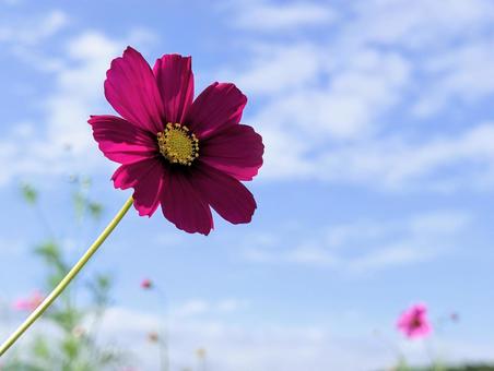秋の青空とコスモス 植物,コスモス,自然の写真素材