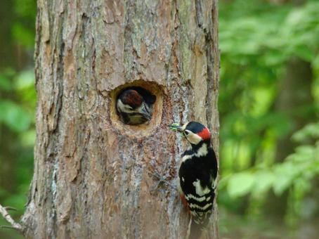 アカゲラ01 アカゲラ,赤啄木鳥,キツツキの写真素材