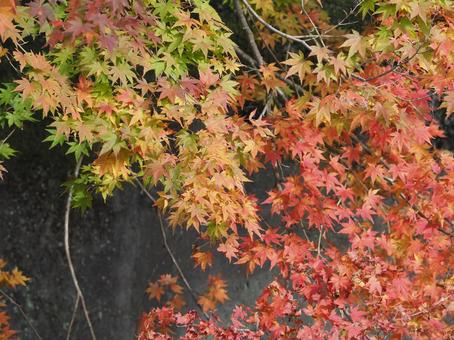 紅葉 紅葉の写真