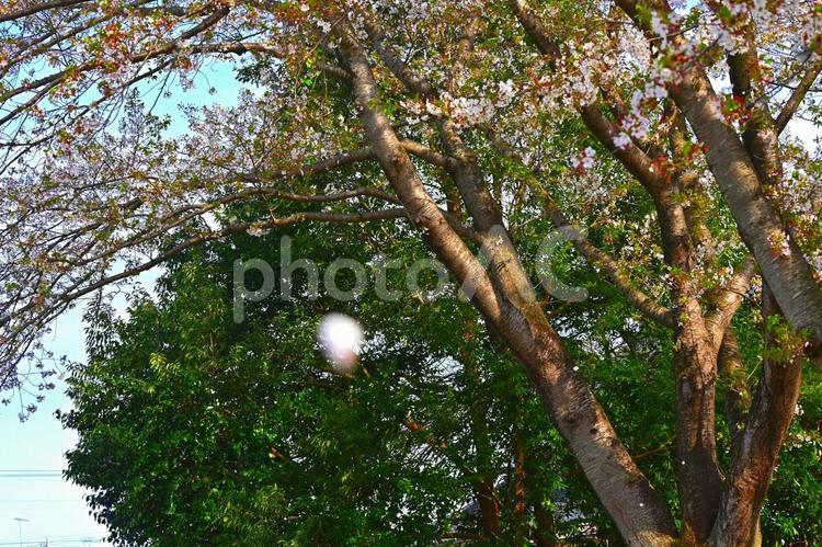 桜の花びらが舞う 桜,花びら,地面の写真素材