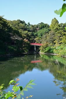 高岡古城公園の初秋 紅葉,葉,植物の写真素材