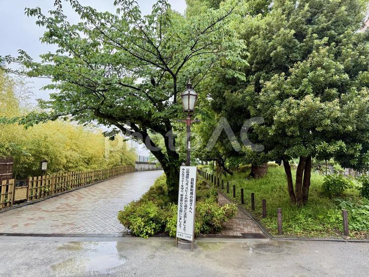 雨の日の隅田公園 公園,水たまり,地面の写真素材