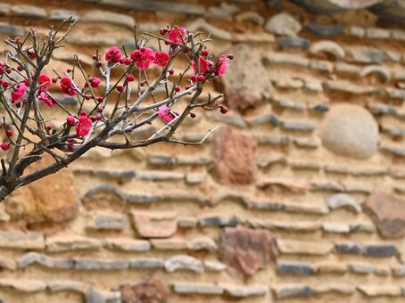 紅梅 梅,紅梅,梅の花の写真素材