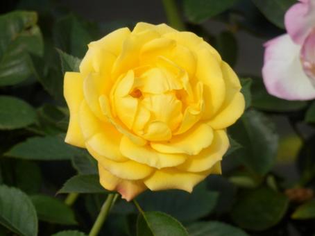 【薔薇の写真】バラの花の写真