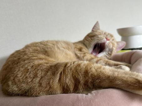 大あくび猫 大あくび猫の写真