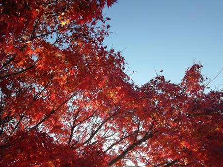 紅葉002 もみじ,秋,赤の写真素材