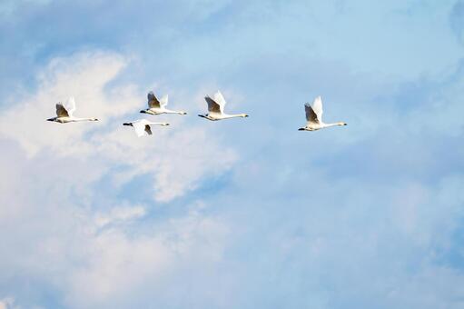 オオハクチョウ(28) 鳥,オオハクチョウ,ハクチョウの写真素材