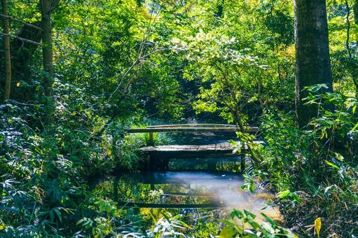 公園の小川のせせらぎ 小川,せせらぎ,水辺の写真素材