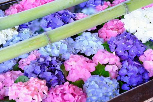 紫陽花の花手水 紫陽花の花手水 紫陽花,花手水,梅雨の写真素材