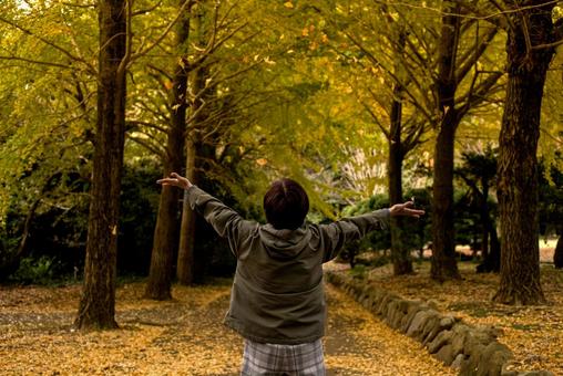 ＜素材＞イチョウの落ち葉を舞い上げる女性 女性,紅葉,イチョウの写真素材