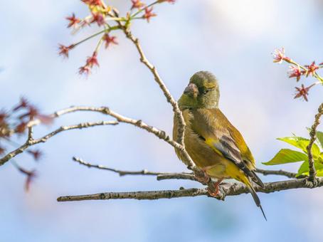 枝にとまるカワラヒワの写真