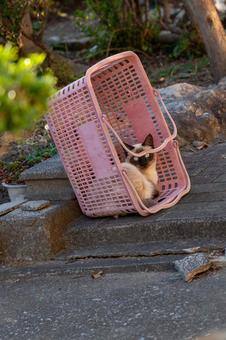 ピンクのカゴでくつろぐ子猫 猫,子猫,シャム猫の写真素材
