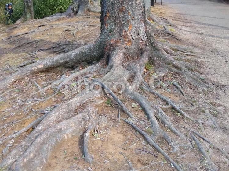 逞しく広がる木の根っこ 根っこ,樹木,木の根の写真素材