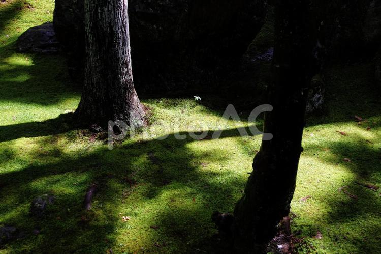 苔のある風景 苔,苔生した,苔むしたの写真素材