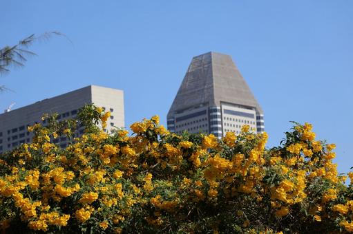黄色のテゴマの木とビルのシンガポールの街 黄色のテゴマの木とビルのシンガポールの街 黄色,テゴマ,木の写真素材