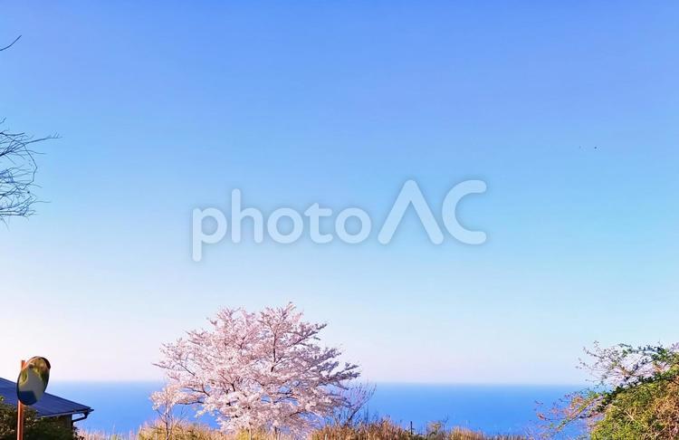 桜と青い空と海 桜,さくら,サクラの写真素材
