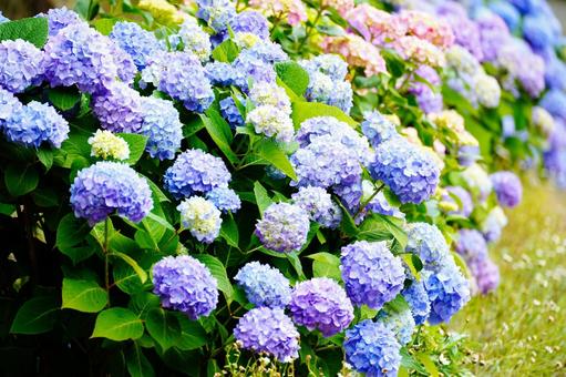 色とりどりの紫陽花群生 色とりどりの紫陽花群生の写真