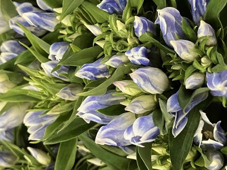 花(りんどう) 花(りんどう)の写真