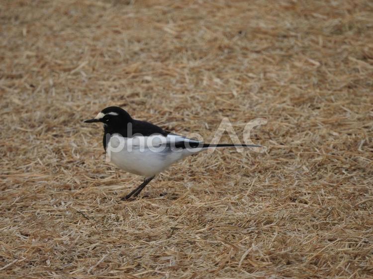 セグロセキレイ セグロセキレイ,野鳥の写真素材