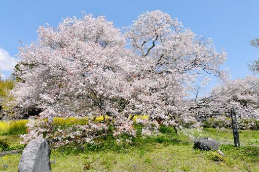 狩宿の下馬桜 狩宿の下馬桜の写真
