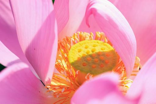蓮の花 蓮の花 ハス,蓮,古代蓮の写真素材