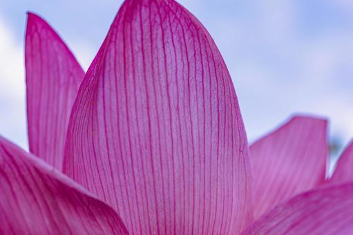 古代ハスの花6ー29 古代ハスの花6ー29の写真