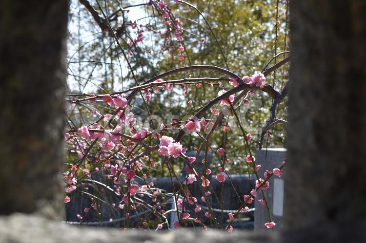 梅　防府天満宮　山口 山口県,山口,中国地方の写真素材