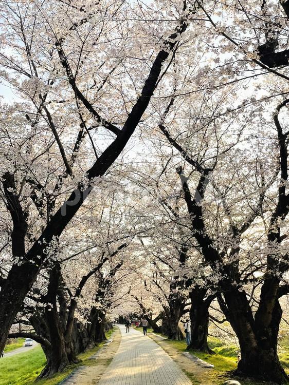 桜並木 背割堤,さくらまつり,桜の写真素材